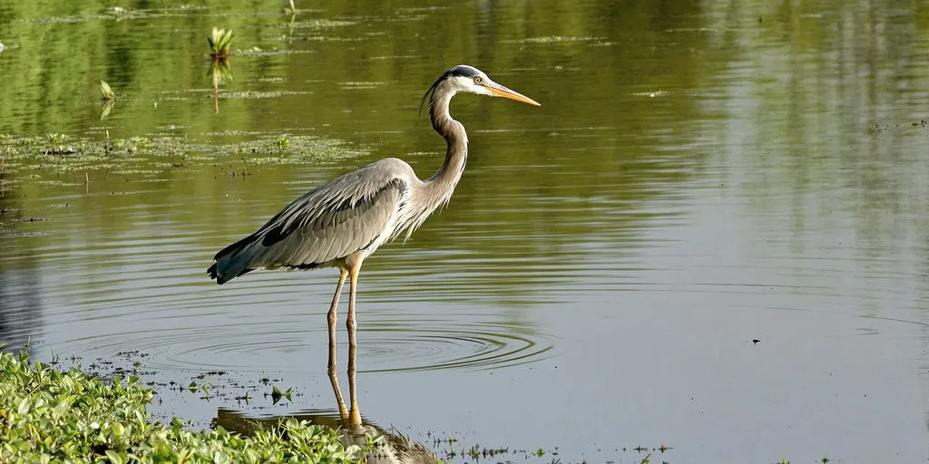 Ein Fischreiher steht im flachen Wasser.
