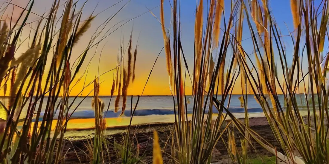 Warum Strandhafer im Garten das ultimative Urlaubsfeeling bringt