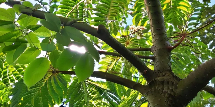 Kastanienbaum im Garten: Natürliche Schönheit!